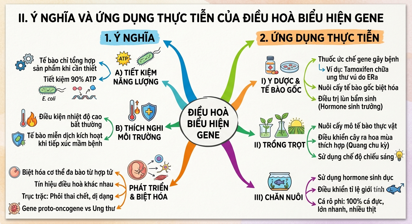 Ảnh minh họa cho SƠ ĐỒ TƯ DUY CHƯƠNG I - BÀI 3 - PHẦN 2: Ý NGHĨA VÀ ỨNG DỤNG THỰC TIỄN CỦA ĐIỀU HOÀ BIỂU HIỆN GENE
