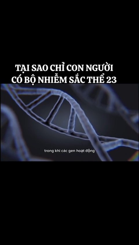 Ảnh minh họa cho VIDEO CHƯƠNG 2 -BÀI 7- PHẦN 2 : CHỨC NĂNG CỦA NHIỄM SẮC THỂ