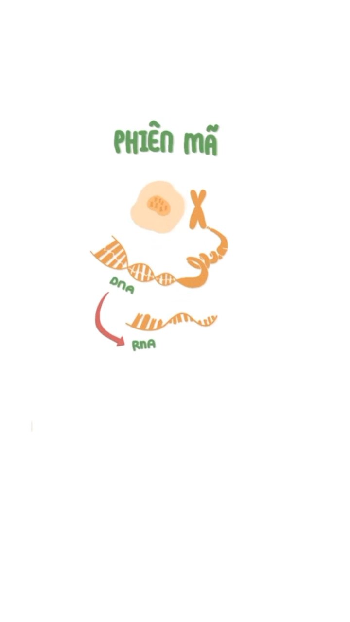 Ảnh minh họa cho VIDEO CHƯƠNG I - BÀI 2- PHẦN 3 : QUÁ TRÌNH TRUYỀN ĐẠT THÔNG TIN DI TRUYỀN TỪ GENE TỚI PROTEIN