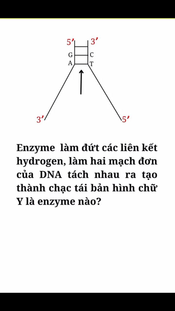 Ảnh minh họa cho VIDEO CÂU HỎI TRẮC NGHIỆM NHANH CHƯƠNG 1-BÀI 1 :DNA VÀ CƠ CHẾ TÁI BẢN DNA
